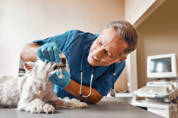 Best Mobile Emergency Dentist in Charlotte, NC